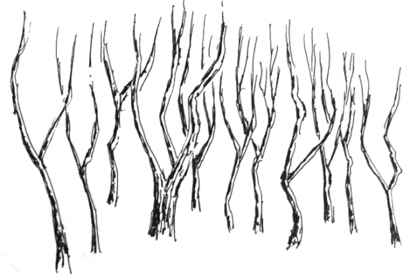 How to Draw Spring Landscapes - Pen and Ink Drawings by Rahul Jain